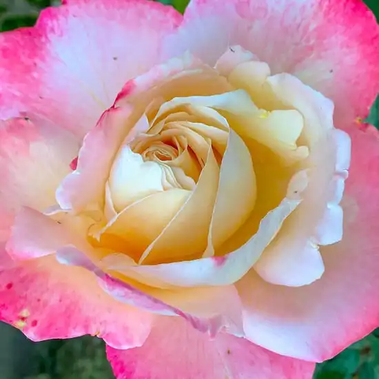 Trandafiri online - Alb - Roz - trandafir teahibrid - trandafir cu parfum intens - Rosa Produs nou - Meilland International - ,-